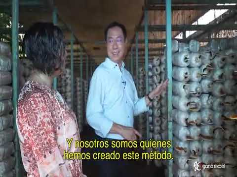 GANODERMA LUCIDUM DE GANO EXCEL.