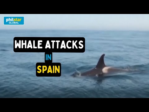 Scientists puzzled by killer whale boat attacks off Spain