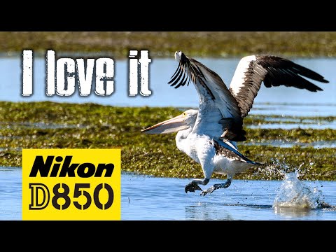 Nikon D850 Bird Photography | Why I LOVE It So Much!