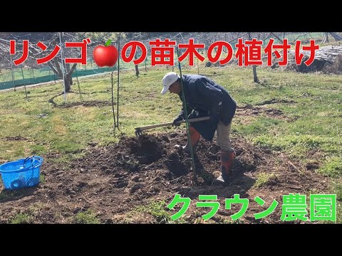 リンゴが木の上で腐るのはなぜですか?リンゴの木を守るにはどうすればよいですか?  庭園