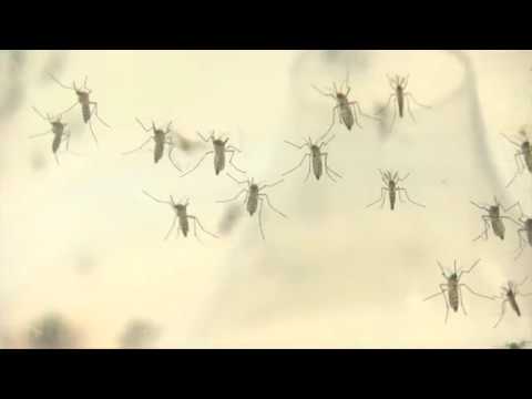 West Nile Virus