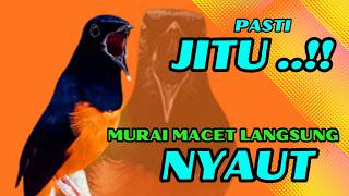 Download lagu PANCINGAN PAGI-PAGI AGAR MURAI GACOR❗❗ MURAI MACET PASTI NYAUT EMOSI❗❗ mp3