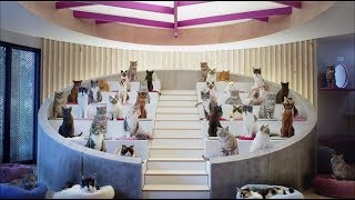Whiskas відкрив Котячий інститут технологій