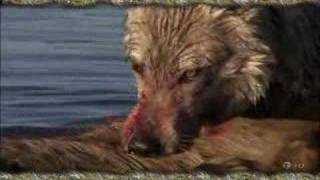 The Wolves - Enya - Tempus Vernum