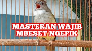 Download lagu Masteran Wajib, Cucak Jenggot Jantan Gacor Mbeset Ngepik Tajam Keras mp3 Download lagu Masteran Wajib, Cucak Jenggot Jantan Gacor Mbeset Ngepik Tajam Keras mp3