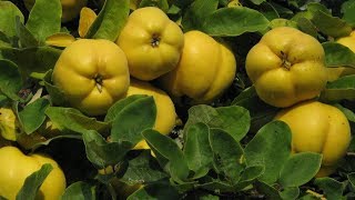 Ayva Reçeli Nasıl Yapılır?