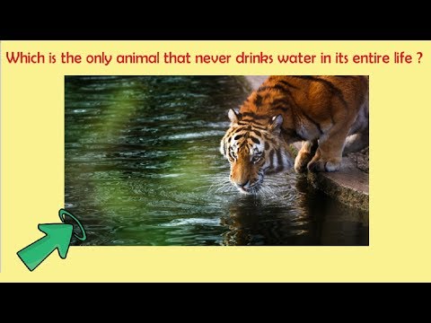 Which Animal never drinks water in its entire life | GK Questions with Answers