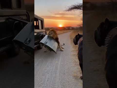 Unbelievable Courage Cane Corso Confronts Lions Without Fear! 🐶🦁
