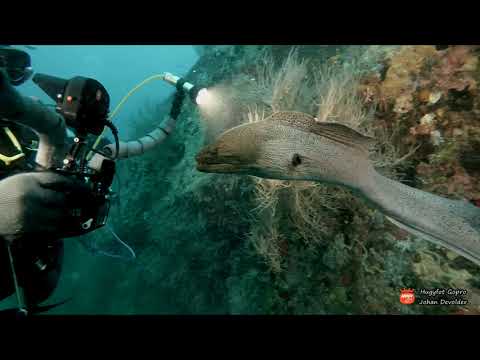 Duikclub Barracuda - Clubreis Malediven Barracuda 2017