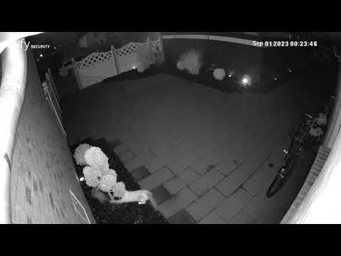 Katze vs Marder Revierkampf