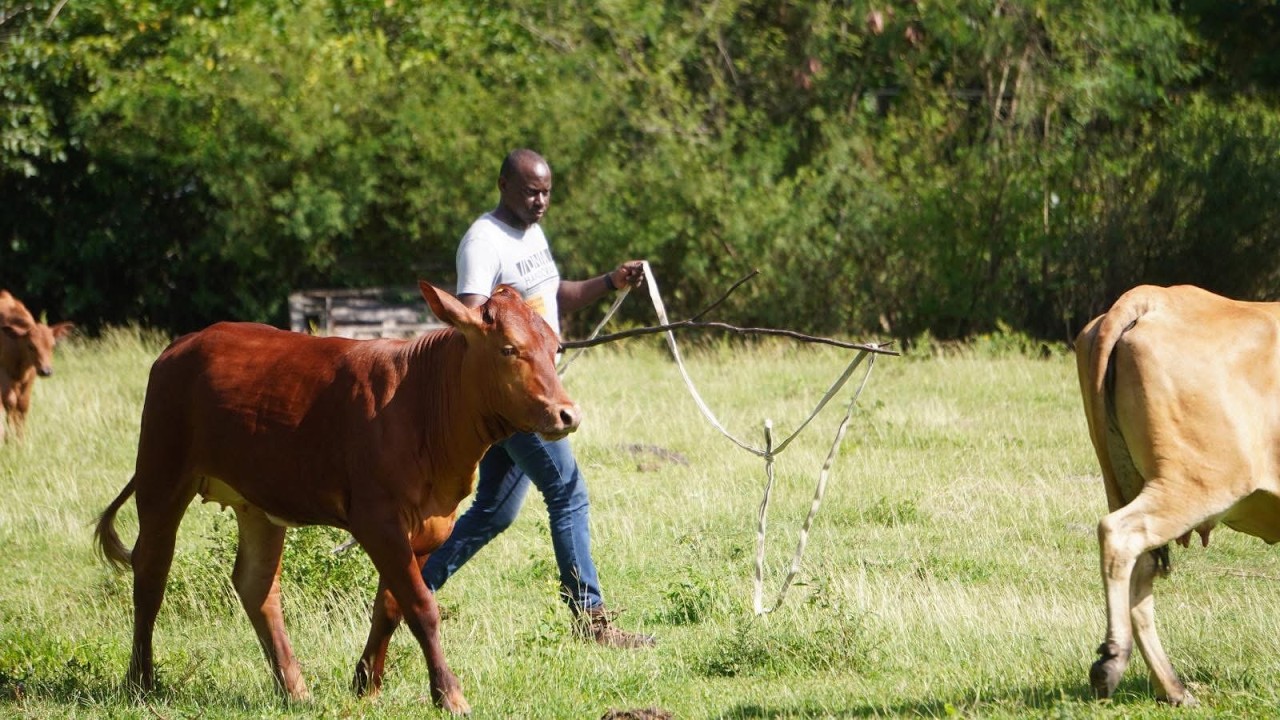 The Ministry of Agriculture Moves to Relocate Cattle from Choc Bay to Improve Public Safety VNR