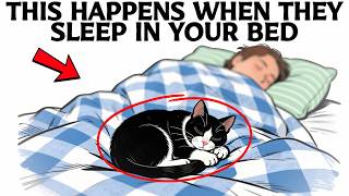 What Happens to Your Cat When You Let Them Sleep in Your Bed