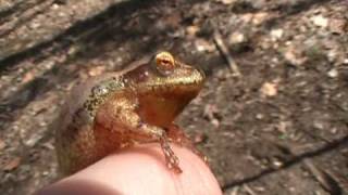 preview picture of video 'Nateherps- Spring peepers'