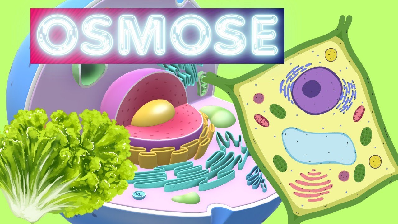 Osmose na FOLHA de ALFACE - BIOLOGIA E BIOQUÍMICA HUMANA