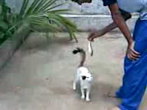 avinash n his tweety