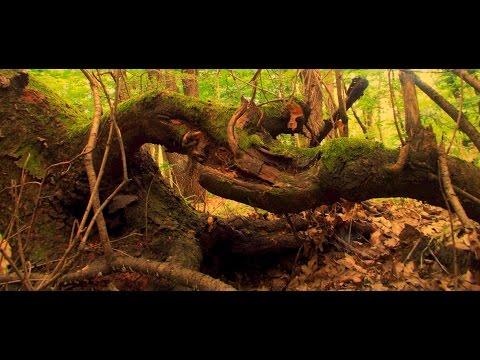 Mflex-Angel ( seven minutes of peace)