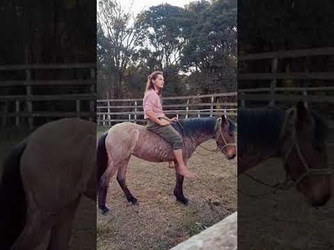 Amanse índio COMPLETO - Guto Petry (A linguagem universal)