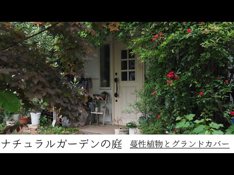 成長の早い開花つる性植物 - Ipomoea alba - White Ipomoea