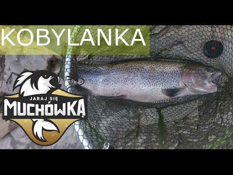 Jaraj się Muchówką TV - Kobylanka