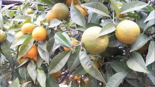 SERRAT - Nuevo Portil 8 November  2011 - Pendiente de ti  lyrics