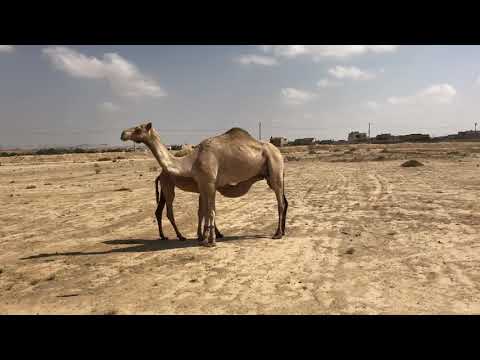 Nevatim (Hebrew: נְבָטִים‎)