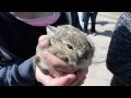 Squishy the Rabbit at the 420 Rally Denver