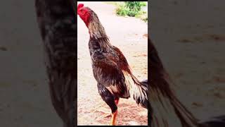 Download lagu story wa versi ayam aduan Indonesia mp3