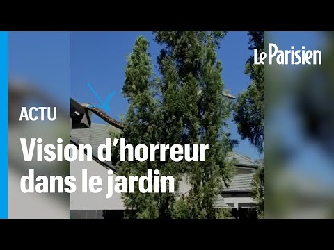 Ce python de 5 mètres s'incruste dans le jardin de cette famille australienne