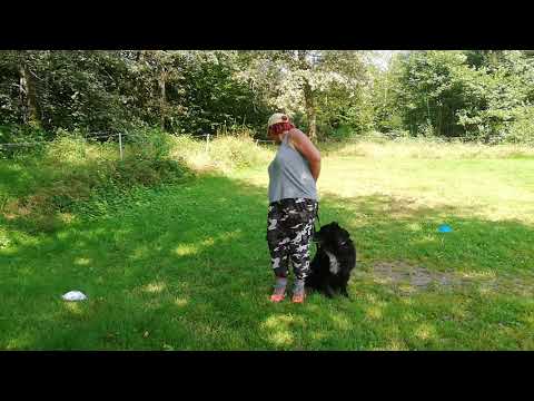 Silent Dogs - Seitenwechsel