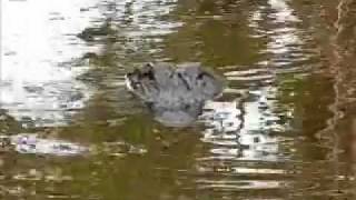 preview picture of video 'Elvis the wild alligator shows some brains'