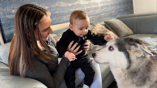 Old Husky Meets New Family Baby & Cannot Contain Her Excitement!😭. [CUTEST REACTION EVER!!!]