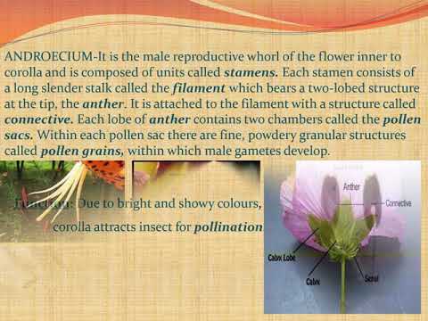 Std.9 chapter FLOWER