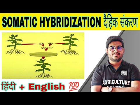 defination allopolyploid allopolyploid kya hai allopolyploid in hindi what is allopolyploid
