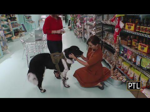 Celina Around Town: New Doggy Sweets Shop Opening In...