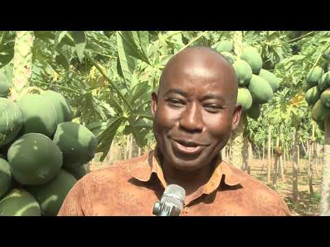 Les millionnaires de la papaye !