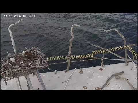 Port Lincoln osprey nest live cam