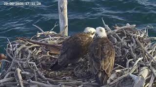 Port Lincoln Osprey Live Stream PTZ live webcam