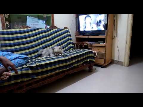 dog facinated by my brother