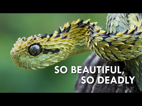 Vipers: Nature’s Most Dangerous Noodles