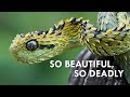 Vipers Nature S Most Dangerous Noodles