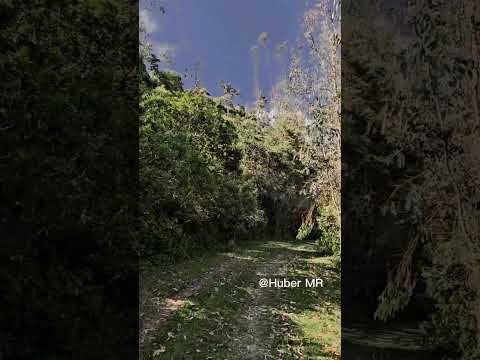 junin, huancayo #flowers #nature #travel #peru #juning #travel #monetization #fly