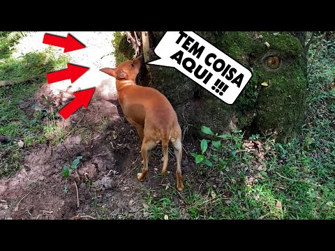 Sparky the Dog found mysterious things around and in the hollow of the monster tree [ Jack Charles ]