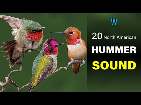 Hummingbird Sound & Call (20 North American Species)