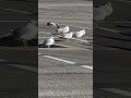 In The Parking Lot Seagulls Birds Birdlover Shorts