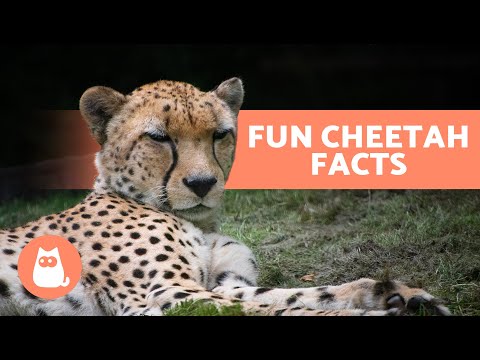 10 FACTS About CHEETAHS 🐆 Are They the FASTEST Animal in the WORLD?
