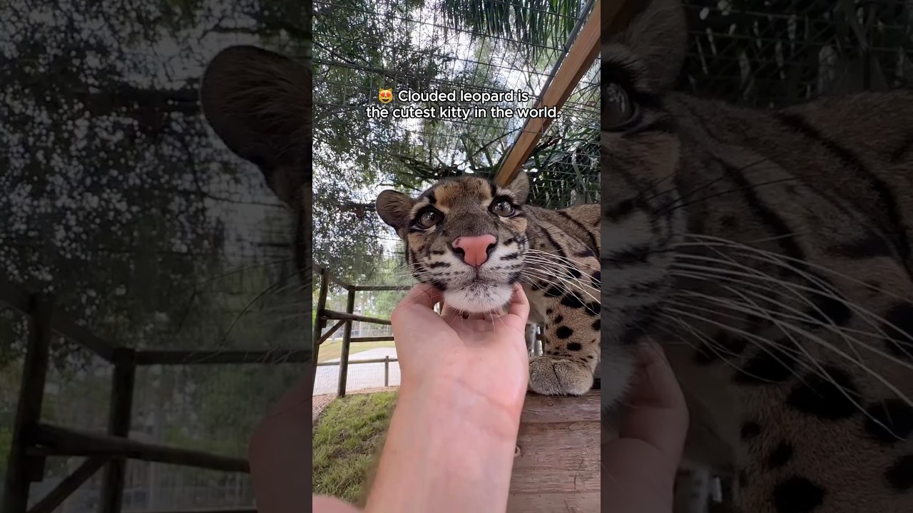 This Clouded Leopard is All About the Cuddles.#animals #animallife #funny #bigcat #cloudedleopard