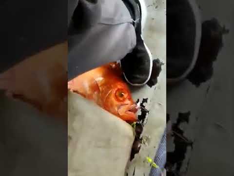 só olho de cão de 5 kilos pescaria em Búzios 50 milhas grupo de pesca amigos pescadores 08/11/2022