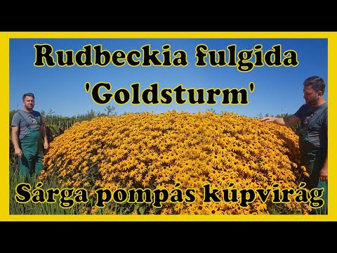 , title : 'Rudbeckia fulgida 'Goldsturm' - Sárga pompás kúpvirág'