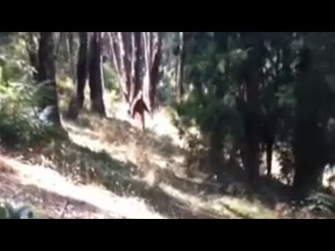 Australian 'Yowie' (Bigfoot) found?