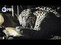 How A Jaguar S Hunt Feeds A Forest